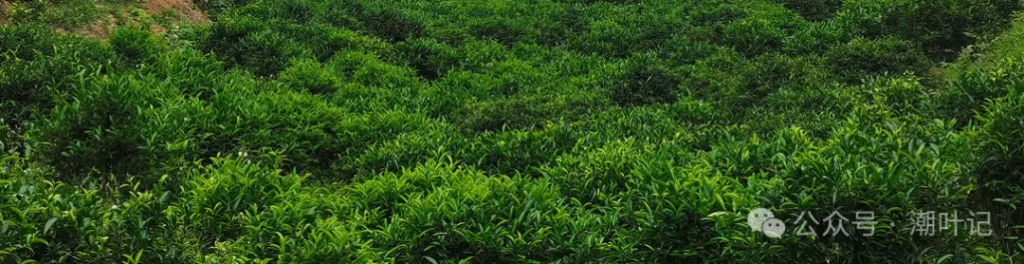 潮叶记-探索极致,专注有机凤凰单丛茶插图3潮叶记-探索极致 潮叶记-探索极致,专注有机凤凰单丛茶插图3潮叶记-探索极致