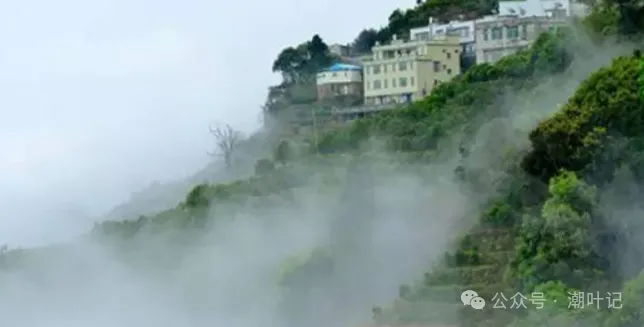 潮叶记-探索极致,专注有机凤凰单丛茶插图1潮叶记-探索极致 潮叶记-探索极致,专注有机凤凰单丛茶插图1潮叶记-探索极致